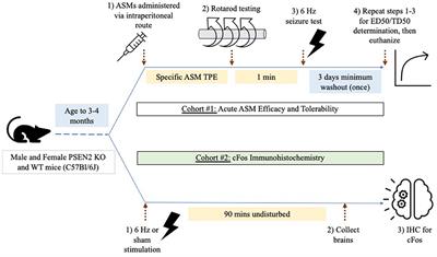 Loss of normal Alzheimer's disease-associated Presenilin 2 function alters antiseizure medicine potency and tolerability in the 6-Hz focal seizure model
